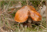 Bruine Ringboleet - Suillus luteus