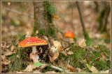 Vliegenzwam - Amanita muscaria