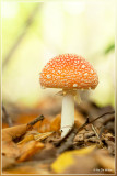 Vliegenzwam - Amanita muscaria