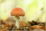 Vliegenzwam - Amanita muscaria