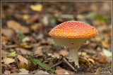 Vliegenzwam - Amanita muscaria