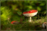Vliegenzwam - Amanita muscaria