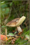 Gewoon Eekhoorntjesbrood - Boletus edulis