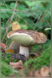 Gewoon Eekhoorntjesbrood - Boletus edulis