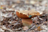 Gewone heksenboleet - Boletus erythropus
