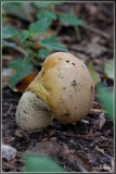 Plooivoetstuifzwam - Calvatia excipuliformis