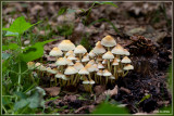 _MG_9863.jpg