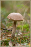 Gewone Berkenboleet - Leccinum scabrum