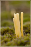 Heideknotszwam - Clavaria argillacea