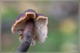 Levertraanzwam - Macrocystidia cucumis