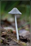 Hazenpootje - Coprinus lagopus