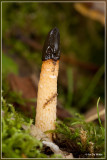 Kleine stinkzwam - Mutinus caninus