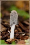 Hazenpootje - Coprinus lagopus