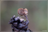 Oorlepelzwam - Auriscalpium vulgare