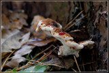 Dennenmoorder - Heterobasidion annosum