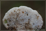 Witte Bultzwam - Trametes gibbosa