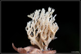 Witte Koraalzwam - Clavulina coralloides