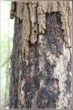 Echte Honingzwam - Armillaria mellea