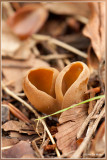 Zeemkleurig Hazenoor - Otidea alutacea