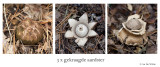 Gekraagde Aardster - Geastrum triplex