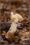 Witte Kluifzwam - Helvella crispa