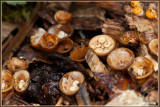 Geel Nestzwammetje - Crucibulum crucibuliforme