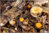 Geel Nestzwammetje - Crucibulum crucibuliforme