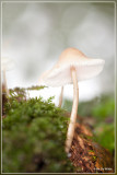 _MG_9441kopie.jpg