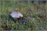 _MG_0644.jpg panterchampignon