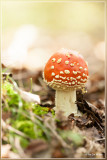 Vliegenzwam - Amanita muscaria