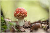 Vliegenzwam - Amanita muscaria