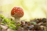 Vliegenzwam - Amanita muscaria