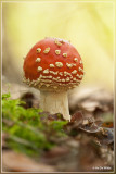 Vliegenzwam - Amanita muscaria