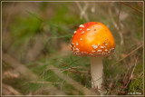 Vliegenzwam - Amanita muscaria