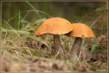 Oranje Berkenboleet - Leccinum versipelle