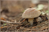 IMG_3852.jpg