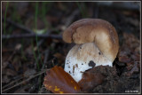 Gewoon Eekhoorntjesbrood - Boletus edulis