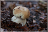 Gewoon Eekhoorntjesbrood - Boletus edulis