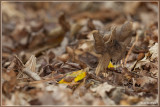 Zwarte kluifzwam - Helvella lacunosa