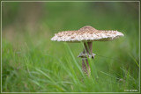 Grote parasolzwam - Macrolepiota procera