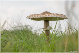 Grote parasolzwam - Macrolepiota procera
