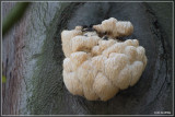 Pruikzwam - Hericium erinaceus