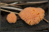 Rossig buiskussen - Tubulifera arachnoidea