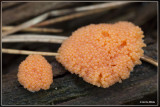 Rossig buiskussen - Tubulifera arachnoidea