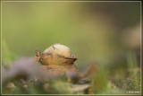 Gekraagde aardster - Geastrum triplex