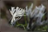 Geweizwam - Xylaria hypoxylon