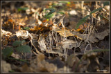 Draadknotszwam - Macrotyphula juncea