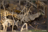 Draadknotszwam - Macrotyphula juncea