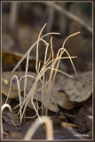 Draadknotszwam - Macrotyphula juncea