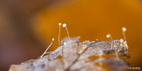 Kleine beukenbladmycena - Mycena capillaris